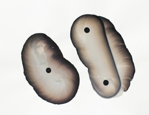 Untitled - 2015, ink and gouache on paper, 56 x 76 cm