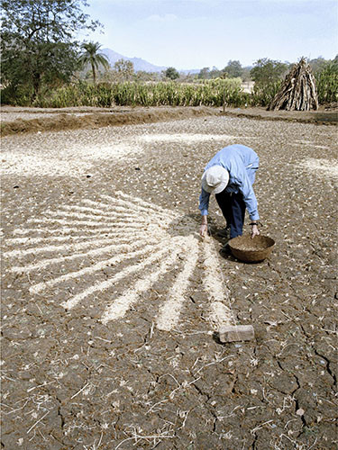 PADDY FIELD CHAFF CIRCLE cover2